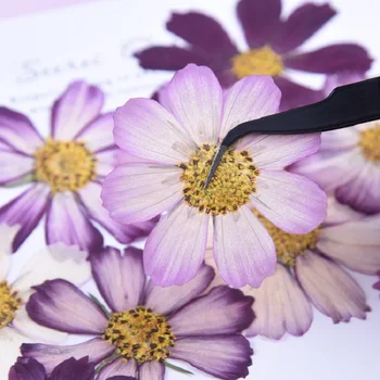 20pcs,Naturlige Presset Calliopsis Blomster,Real touch Blomst DIY Kunst Håndværk Bogmærke Gave Negle Dekoration,DIY bryllup invitationer